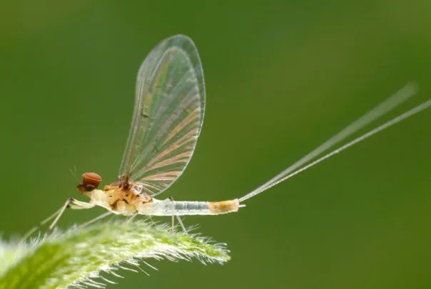 蜉蝣：蜉蝣目昆虫的统称(具有朝生暮死的特性)