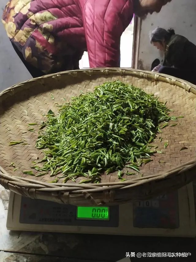 正宗信阳毛尖价格多少钱一斤？