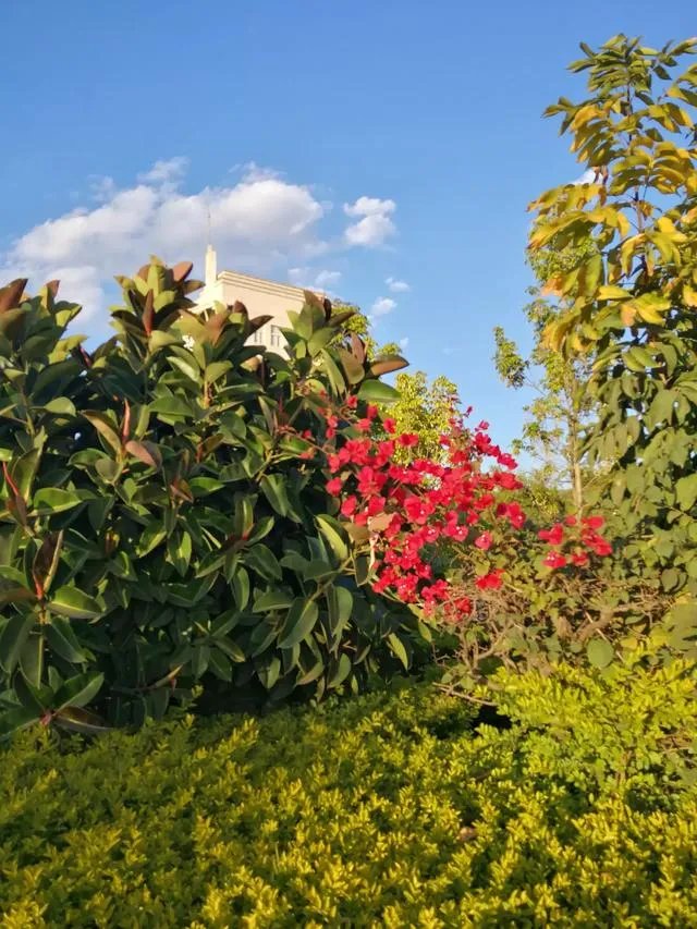 为什么蓝翔技校要改名叫蓝翔技院？