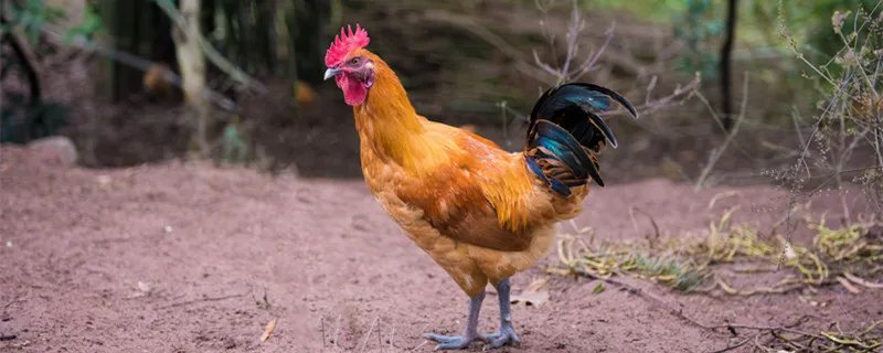 鸡鸣狗盗的主人公是谁