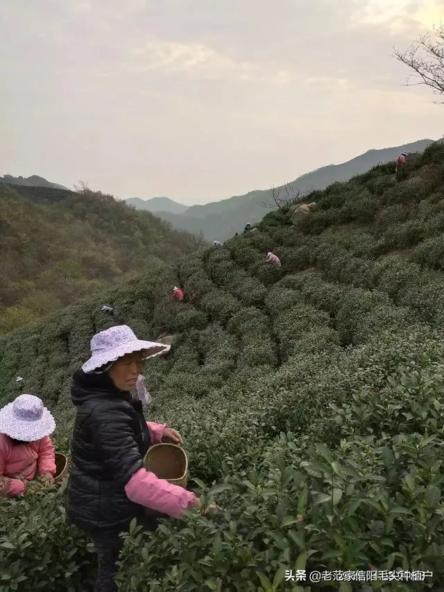 正宗信阳毛尖价格多少钱一斤？