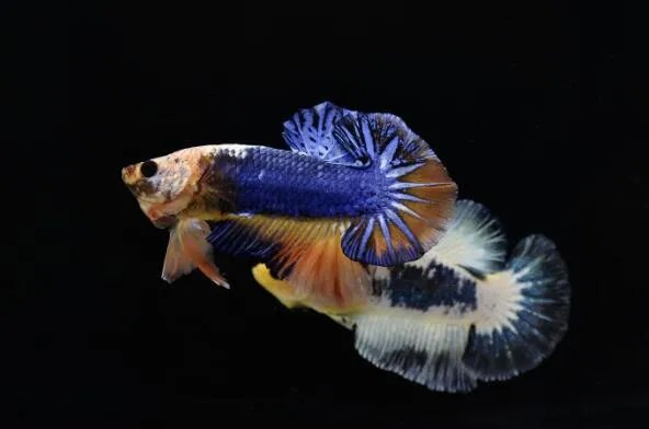 十大生命力最强的动物排行 骆驼上榜,第一在真空状态下也能生存