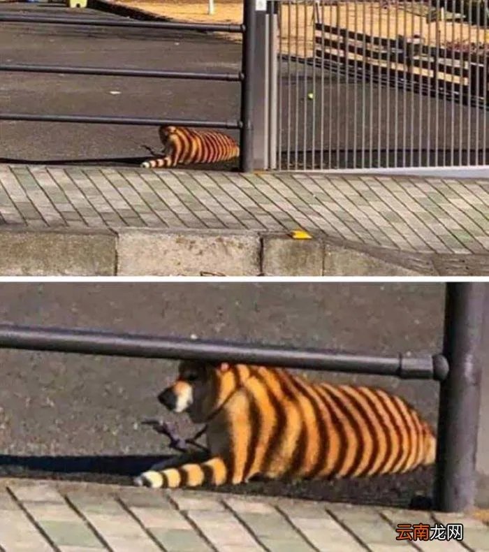 13张视觉错误照片 视觉错误图片