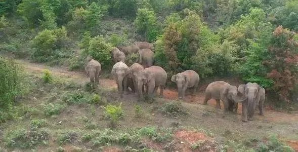 云南大象北迁究竟是何原因?