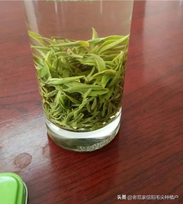 正宗信阳毛尖价格多少钱一斤？