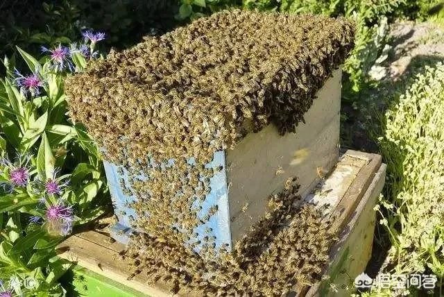 中蜂能近亲交尾吗