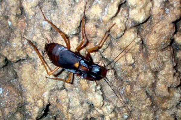 十大生命力最强的动物排行 骆驼上榜,第一在真空状态下也能生存