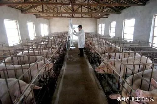 近期猪价行情再现低迷,部分地区已降到10元以内,7月的行情是否会有所好转呢?