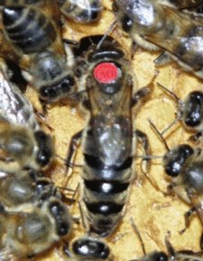 中蜂能近亲交尾吗