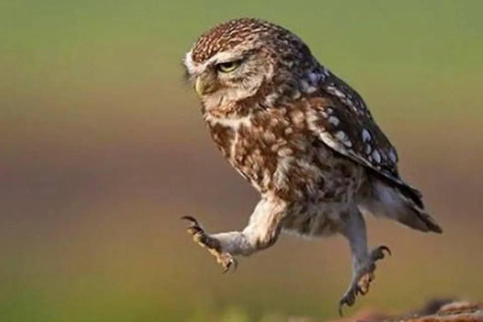 什么动物天天熬夜 什么动物晚上不睡觉