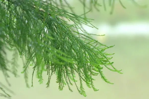 哪种树被称为活化石