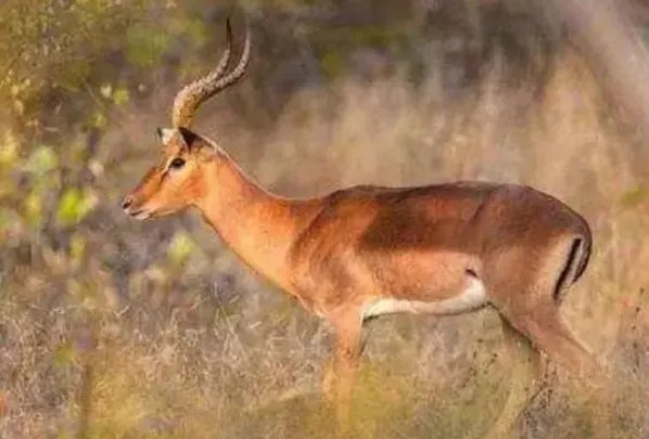 世界上十大濒危动物名单，双峰驼排第四，第七是活化石