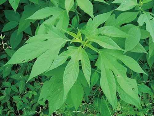 三裂叶豚草会造成哪些危害  怎样清除三裂叶豚草