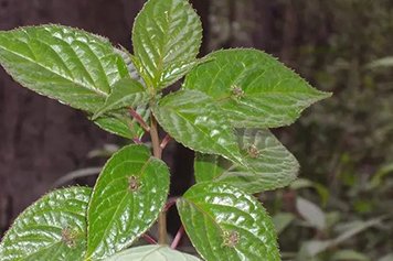 叶上花的功效与作用