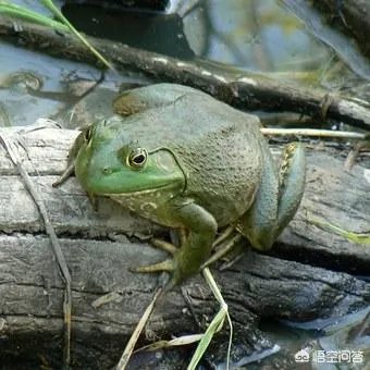 如何防治外来生物入侵？