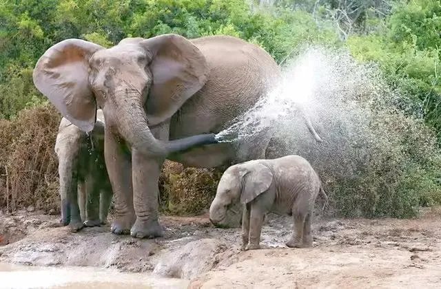 云南大象北迁究竟是何原因?