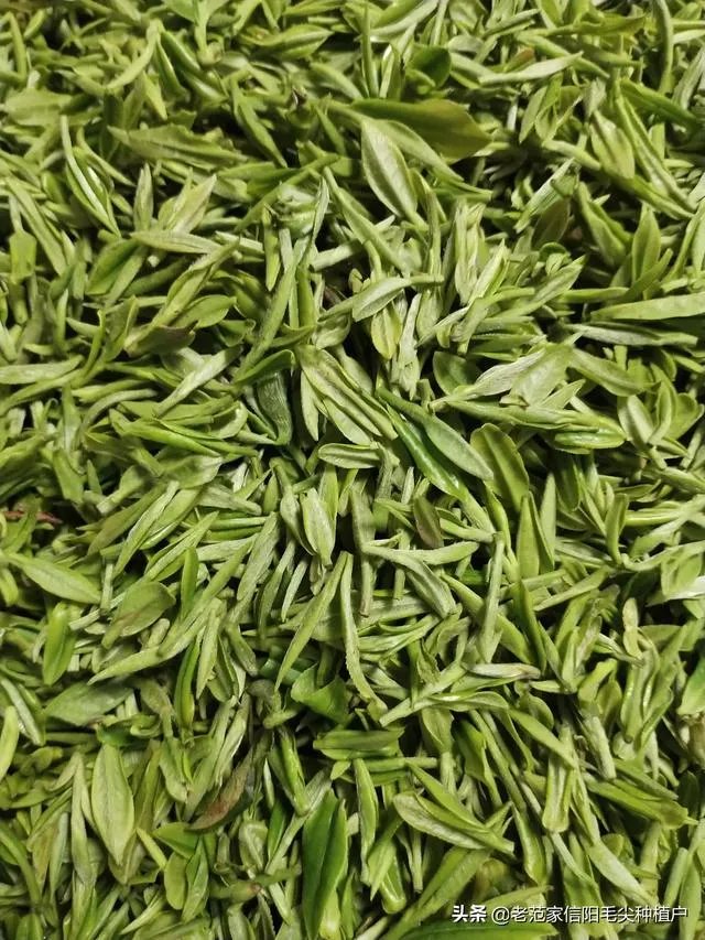 正宗信阳毛尖价格多少钱一斤？