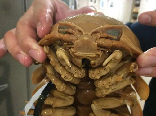 尸蹩是什么 尸蹩真的存在吗