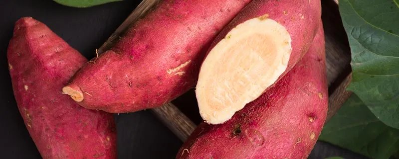红苕是什么 红苕指的是什么