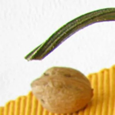 白眼珠发黄是什么原因