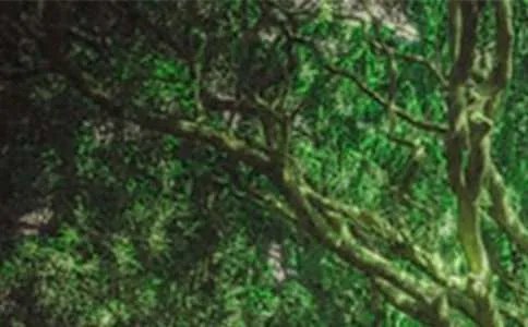 森林小天使作文