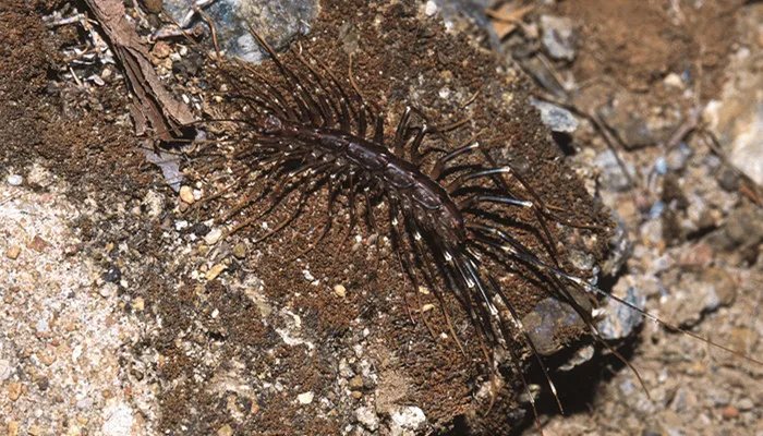 家里有蚰蜒怎么办 家里有蚰蜒如何驱除