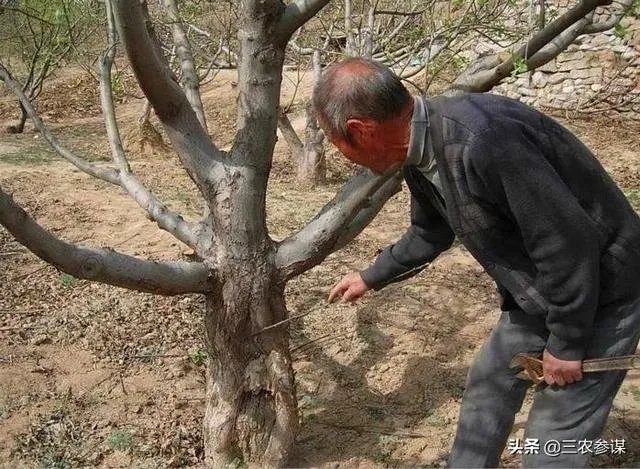 今日芒种，农村种植的果树近期的管理要点有哪些？