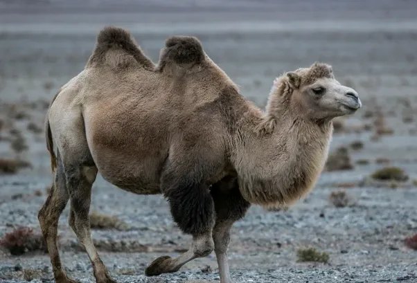 世界上十大濒危动物名单，双峰驼排第四，第七是活化石