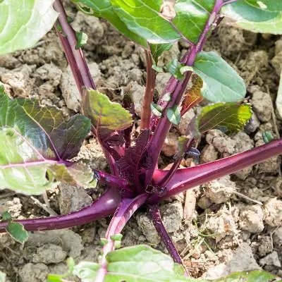 武侯区妇幼保健院