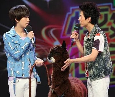 快乐大本营羊驼现身  “神兽”送吉祥