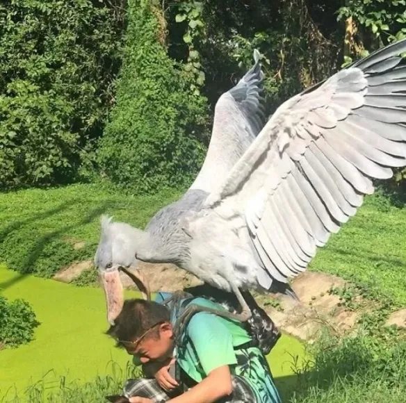 好气又好笑！愤怒鸟合集：一同见证鸟嘴的破坏力！