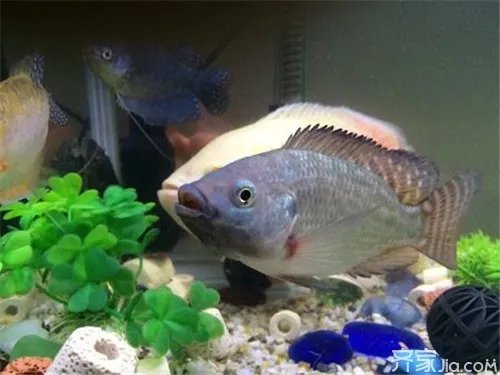 温泉鱼是什么鱼 温泉鱼多少钱一条