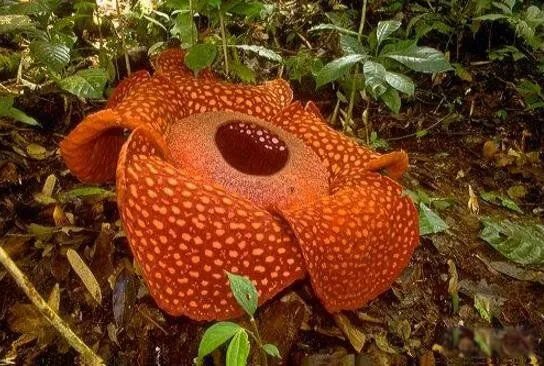 十大危险吃人植物 食人花吃人的样子真实图片