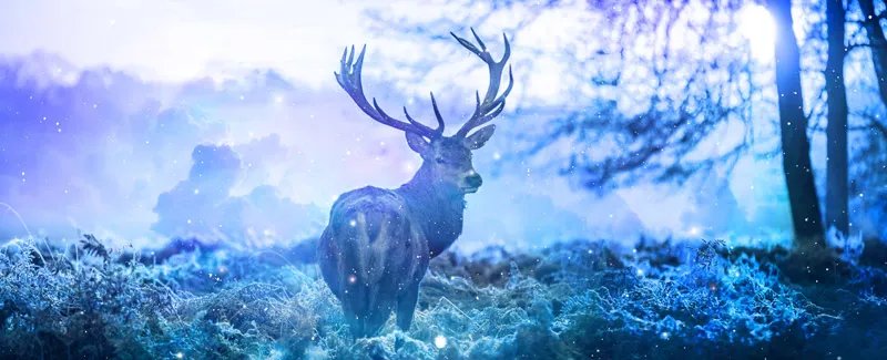 四不像是什么动物 四不像是什么动物啊