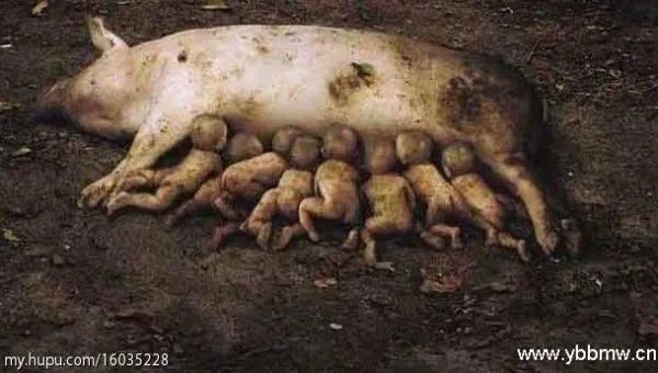 猪生8个小孩真相图片长大