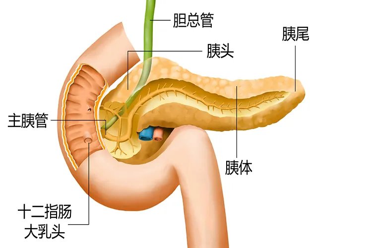 胰腺位置图