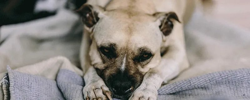 属狗的都是哪一年出生 属狗的人分别是哪一年出生的