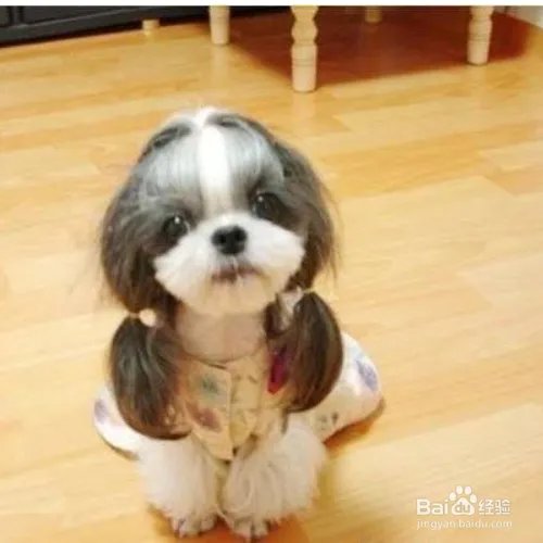 西施犬寿命有多长？