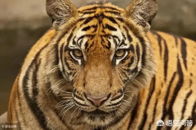 武磊进球了！此时此刻，你想说一句什么？