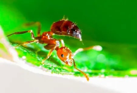 蚂蚁放进微波炉里加热会死吗