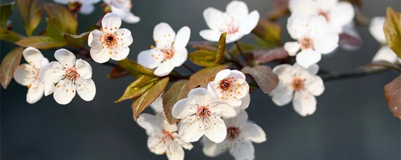 白色象征着什么 白色象征着什么寓意