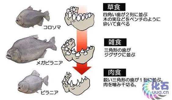 史前食人鱼什么样
