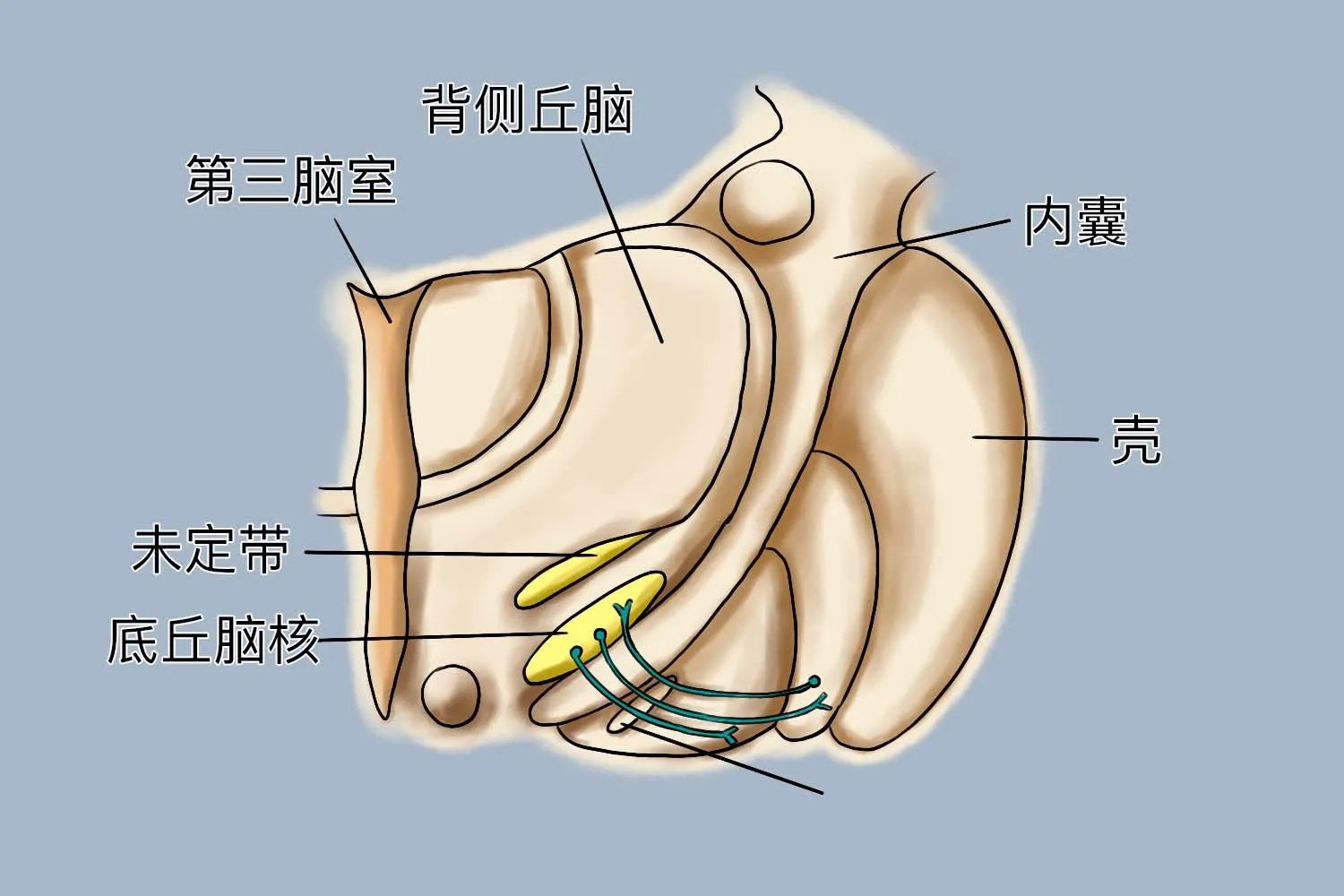 间脑五个部分的结构图