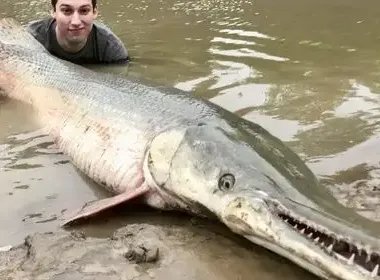 中国古动物馆鳄雀鳝咬伤游客，现场到底发生了什么呢？