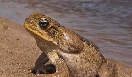 蟾蜍的养殖方法