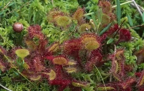 重庆发现了吃虫植物，这种植物会吃哪些虫子？