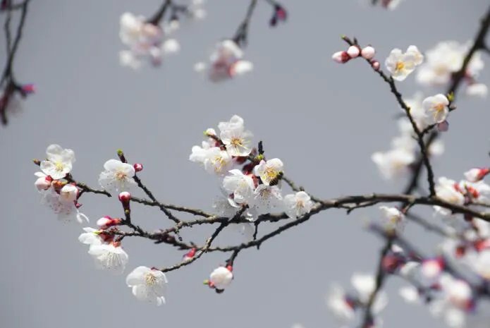 纵被春风吹作雪绝胜南陌碾成尘咏是哪种花 纵被春风吹作雪绝胜南陌碾成尘咏什么意思