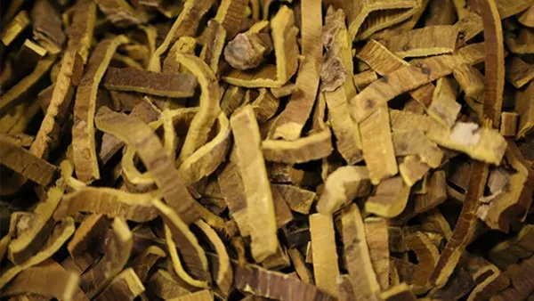 哪些人不适合喝黄芪水