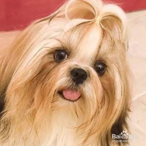 西施犬寿命有多长？