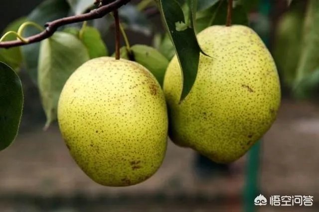 赵县的美食有什么?